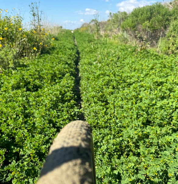 THOU SHALT CARE FOR THY HANDS