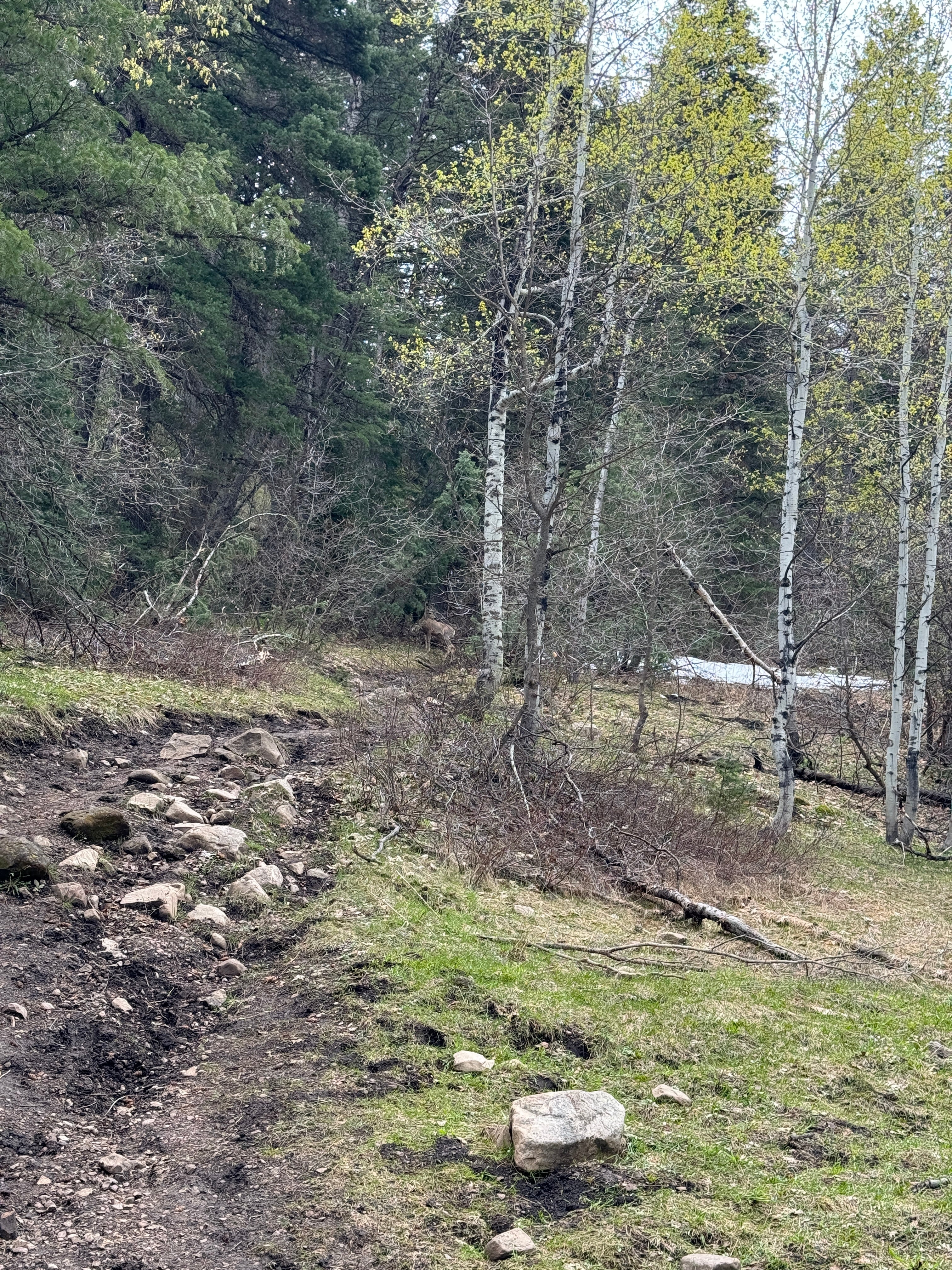 HAVE YOU HIT THE WALL OF GRAY?