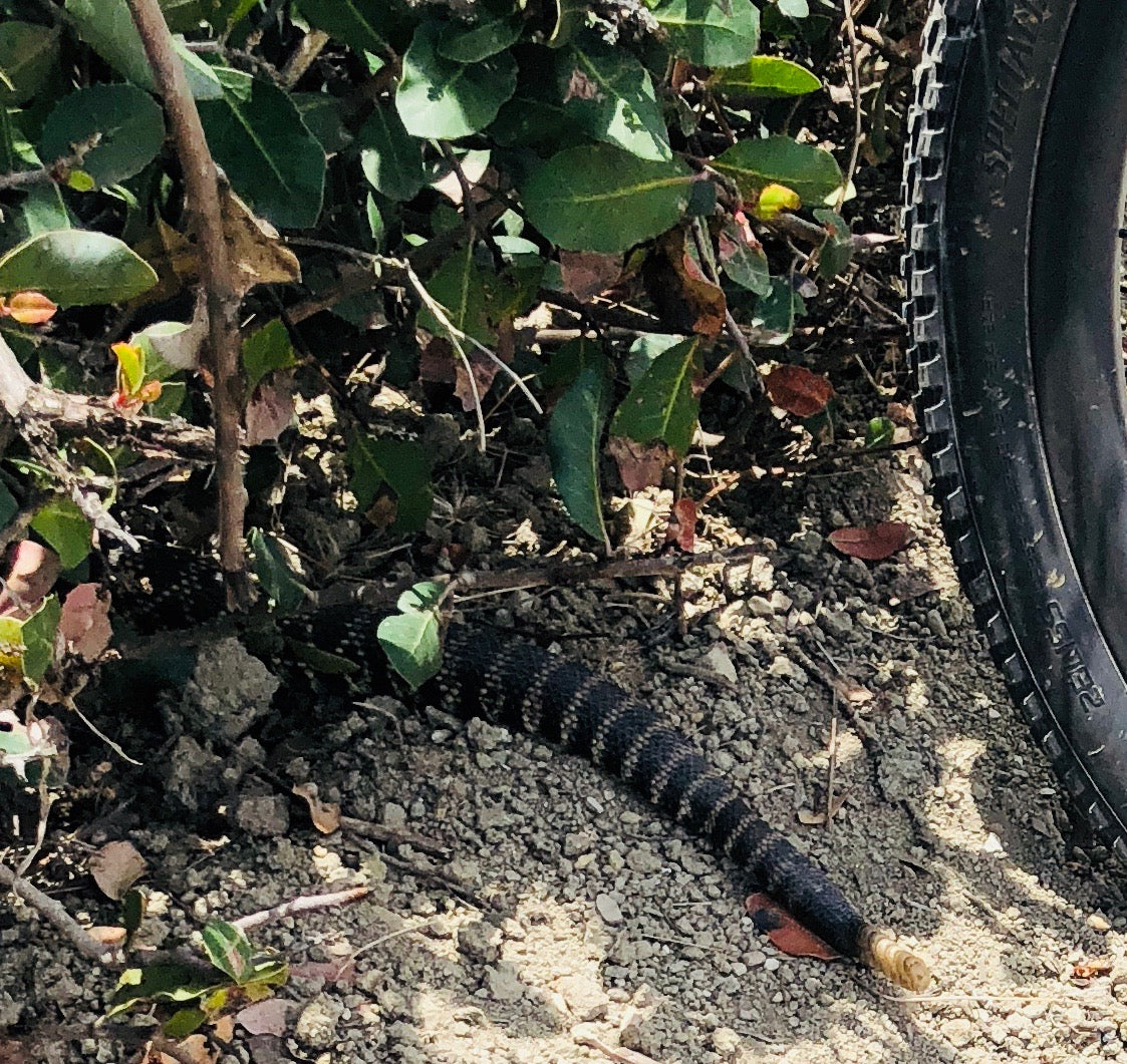 HOW DID THESE BIBS GET SO SMALL?