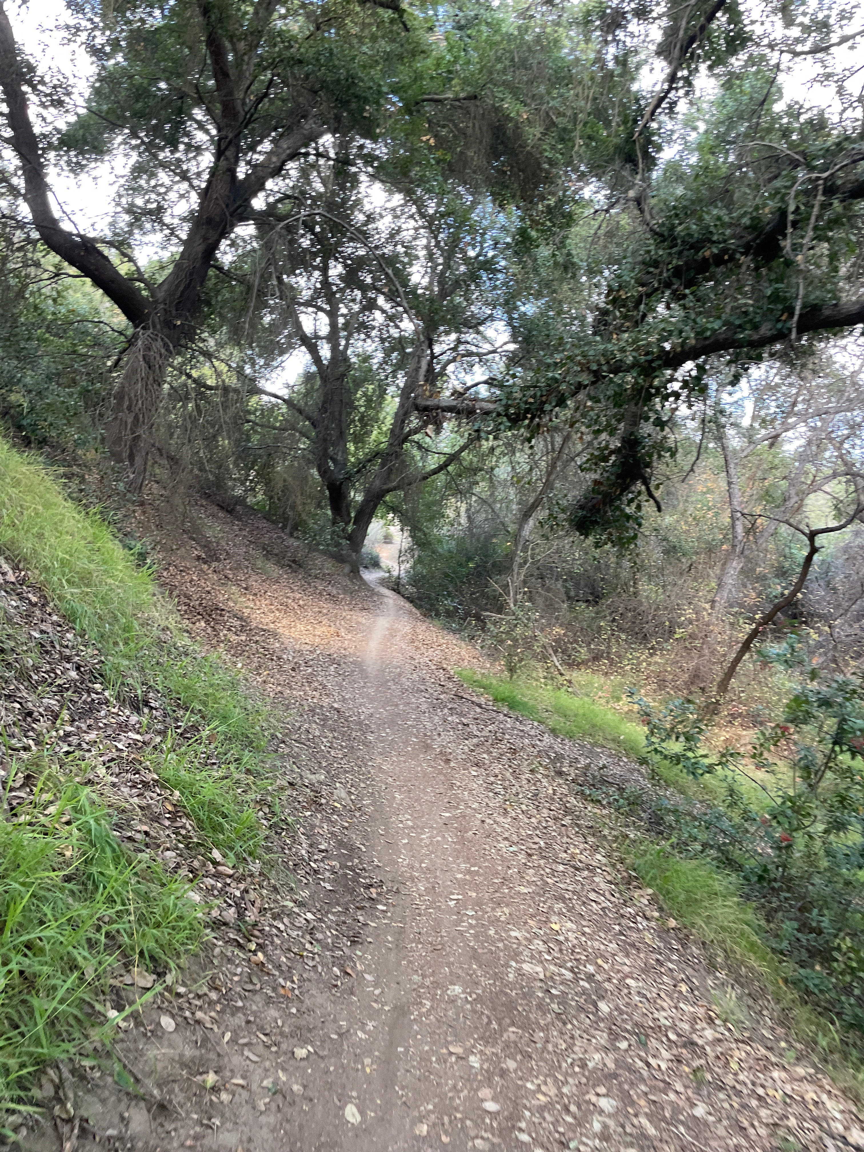 THE RIDER WHO DARES GREATLY