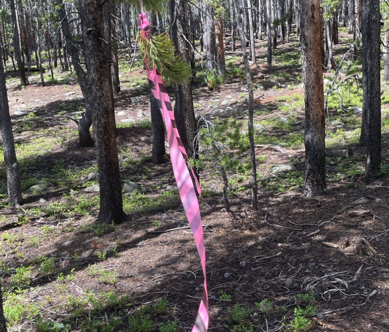 GATHER 'ROUND THE ZOOM FIRE