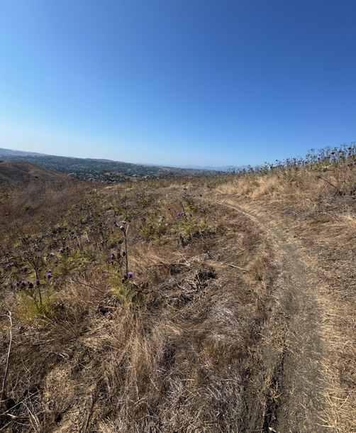 THIS WILL PROBABLY BACKFIRE