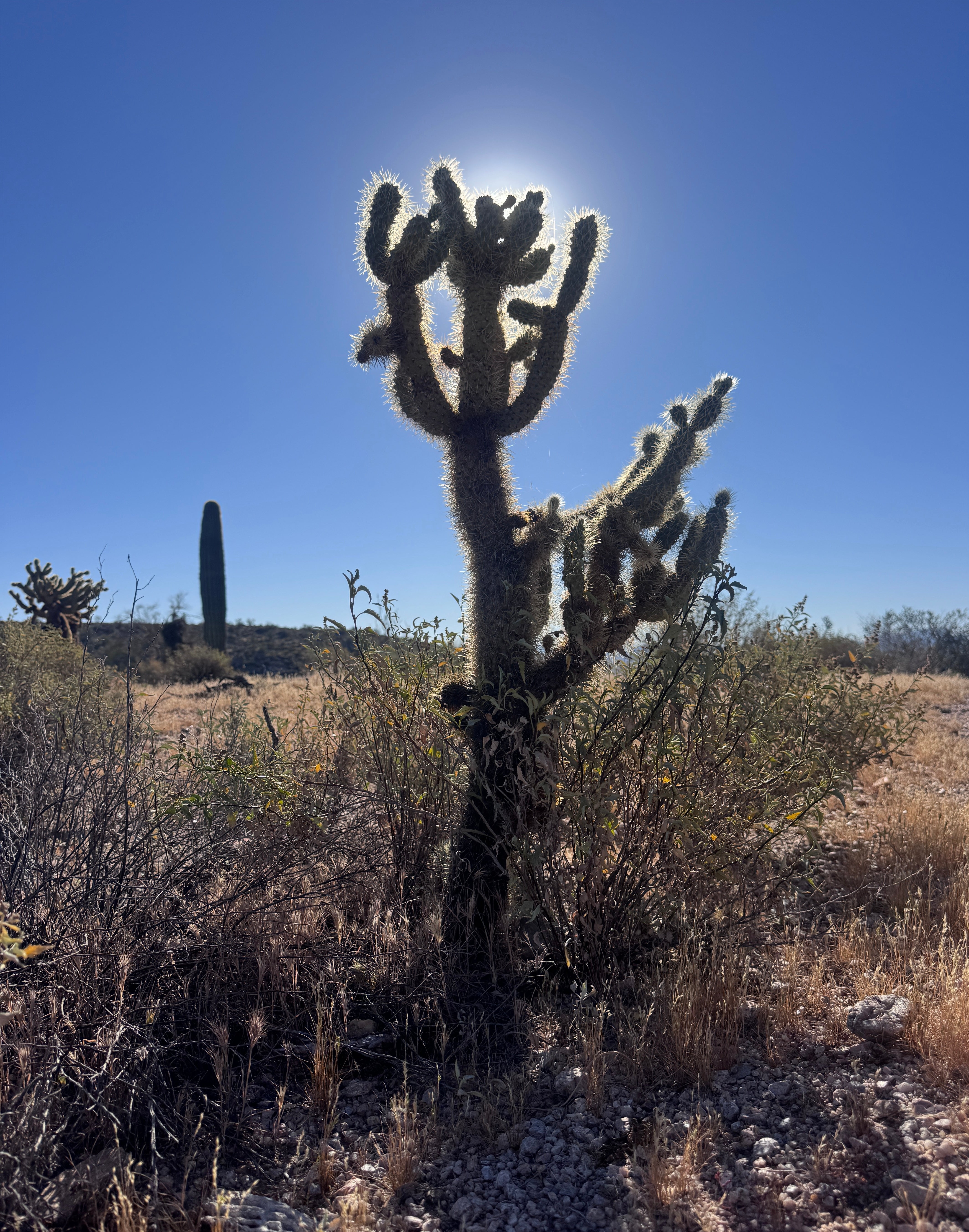 RACECATION: CACTUS CUP SECRETS