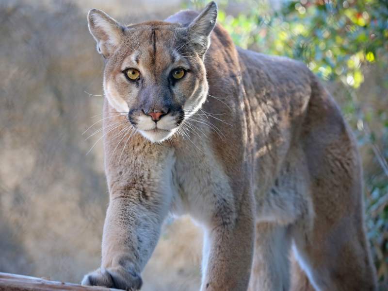 THAT TIME I STARED DOWN A MOUNTAIN LION