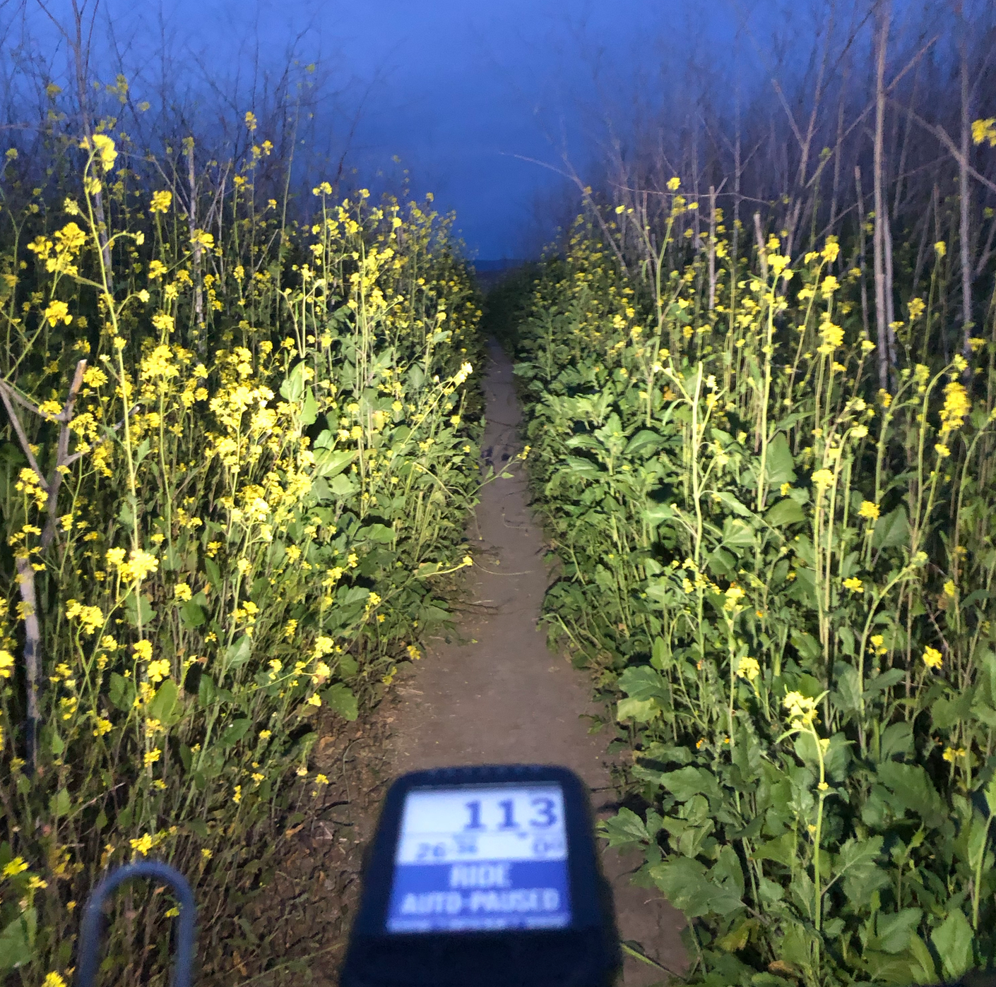 SINGING IN THE WIND, HOWLING TO THE MOON